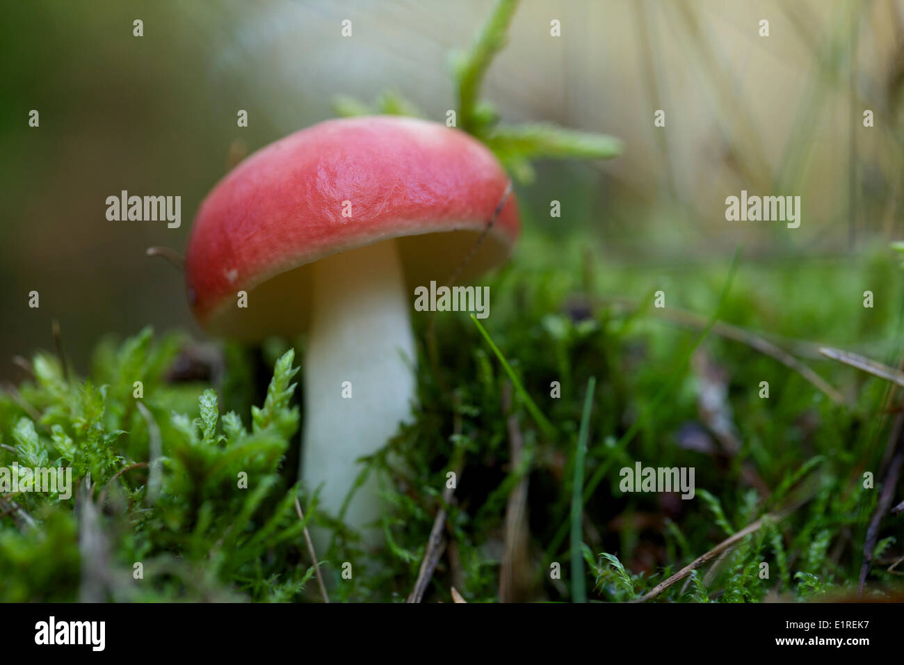 Il vomito Russula Foto Stock