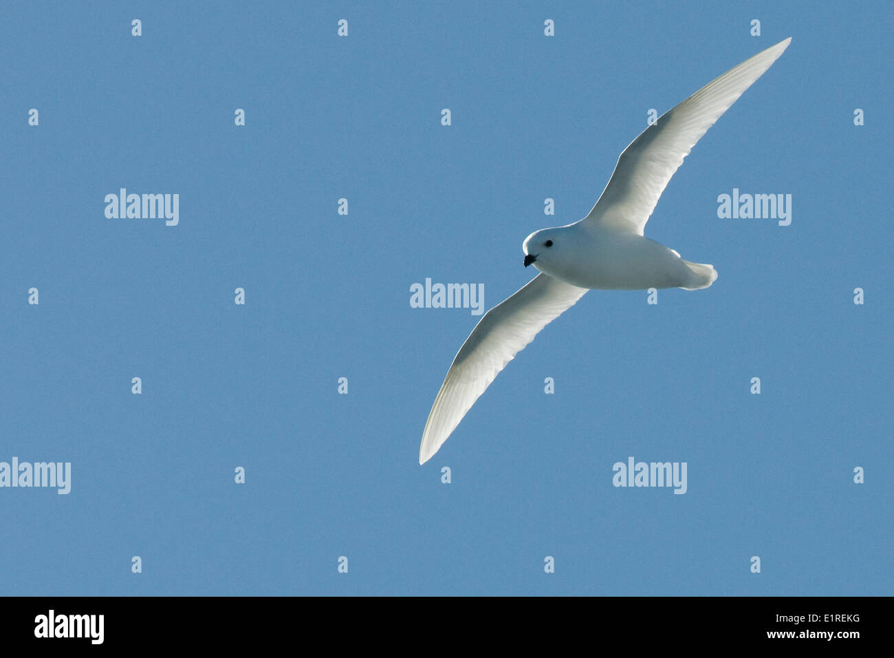 Flying Snow Petrel. Foto Stock