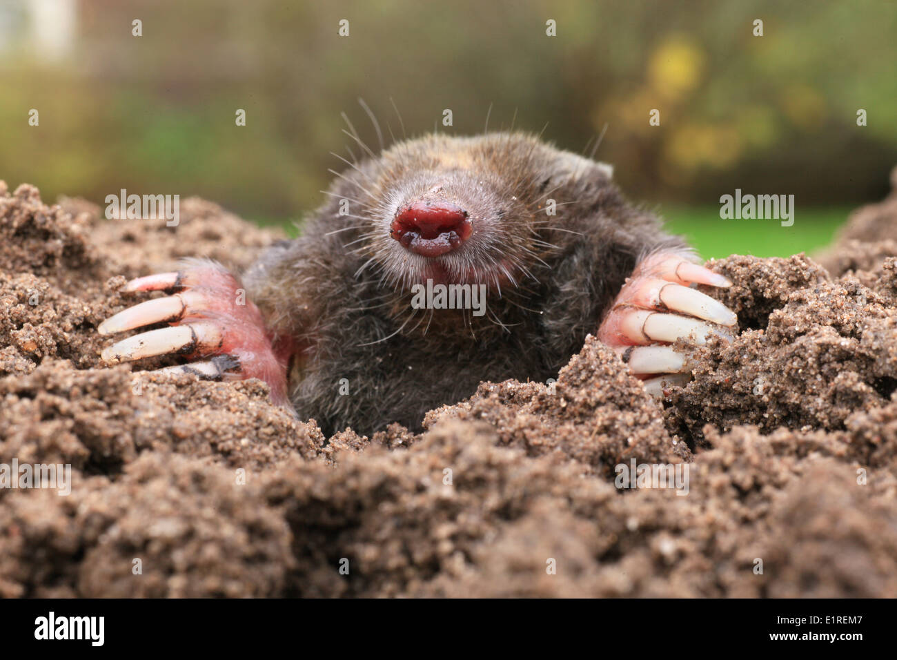 Una mole emerge dal suolo Foto Stock