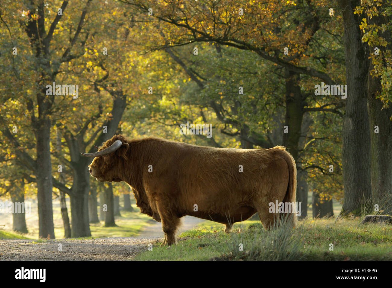 Highland bull in piedi nel mezzo di una quercia lane. Foto Stock