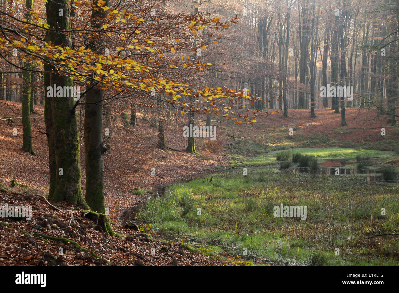 Un vecchio mystic fen circondato da faggi in autunno. Foto Stock