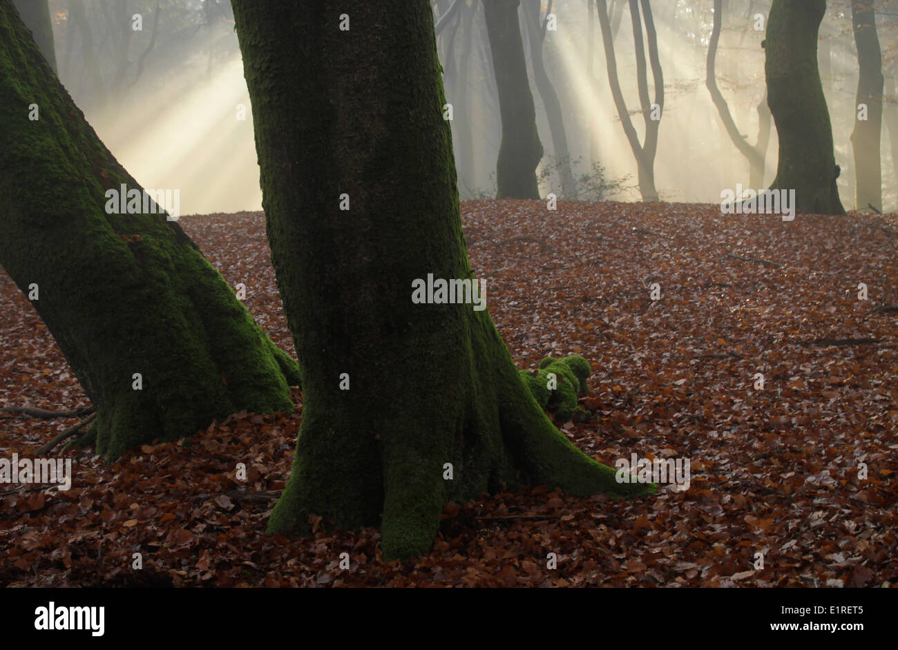 Preistorici tumulo ancestrale con raggi di sole in una foresta. Foto Stock