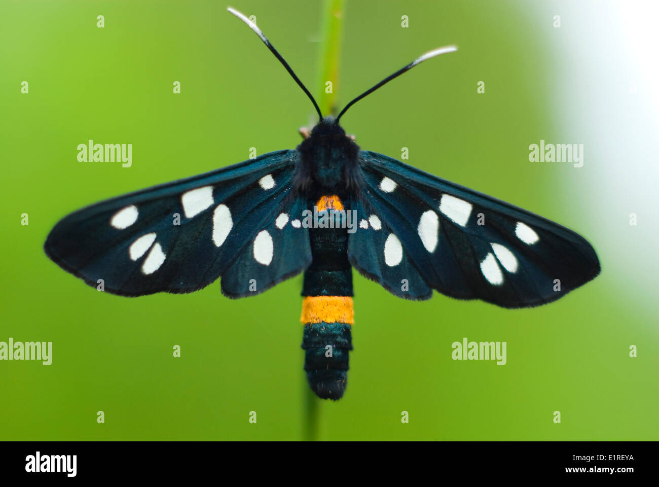 Nove-spotted moth Foto Stock