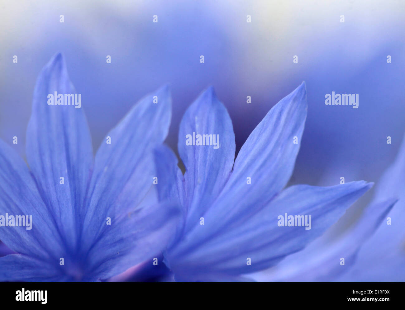 Cornflowers, dettaglio di fiori blu Foto Stock