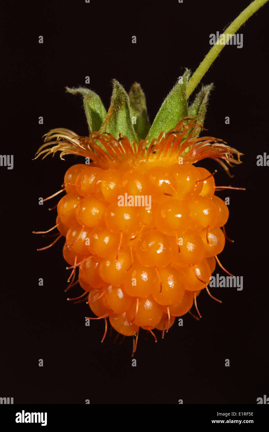 frutta matura Foto Stock