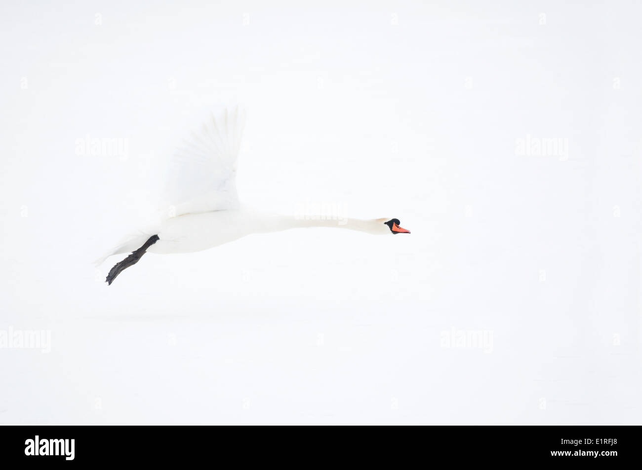 Un cigno è volare lontano dal ghiaccio nevoso Foto Stock