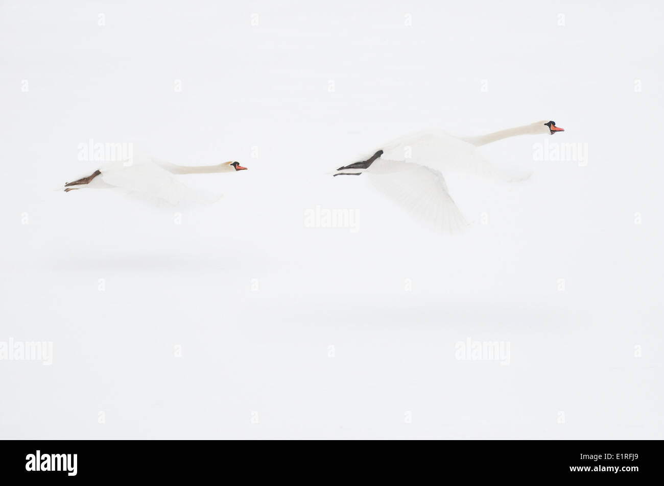 Due cigni sono volare lontano dal ghiaccio nevoso Foto Stock