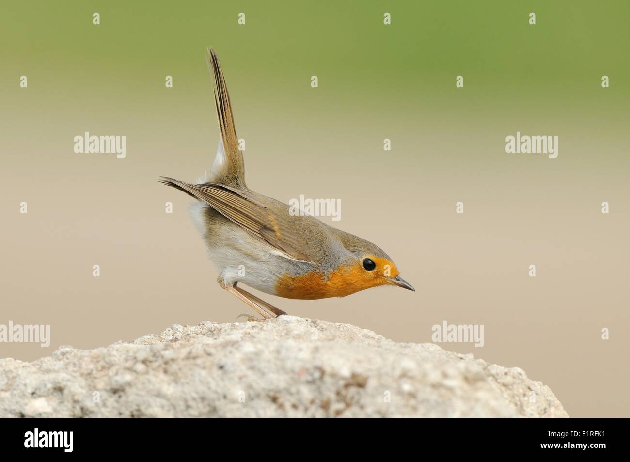 Unione Robin rovistando sul sito in costruzione Foto Stock
