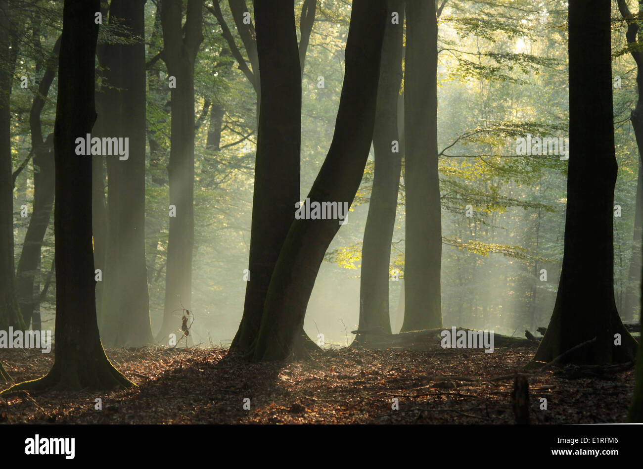 La luce del mattino in una foresta di faggio Foto Stock