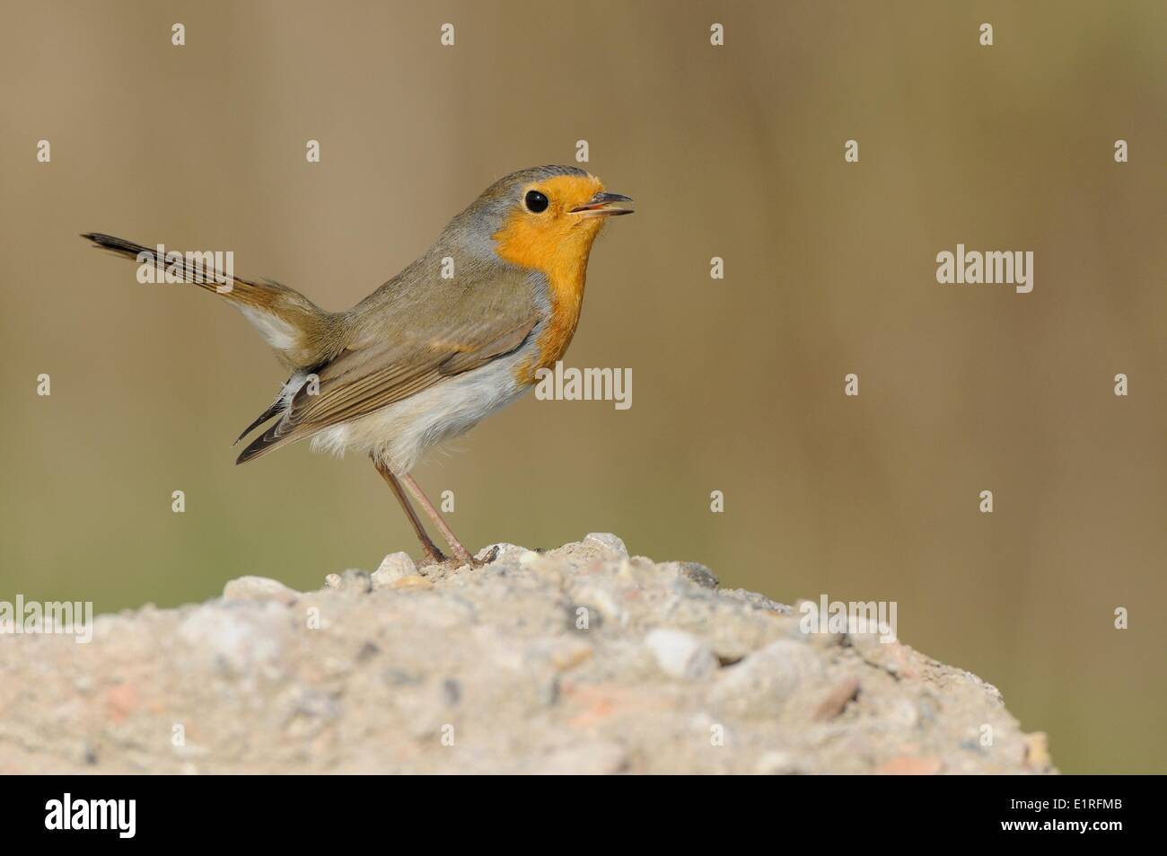 Unione Robin rovistando sul sito in costruzione Foto Stock