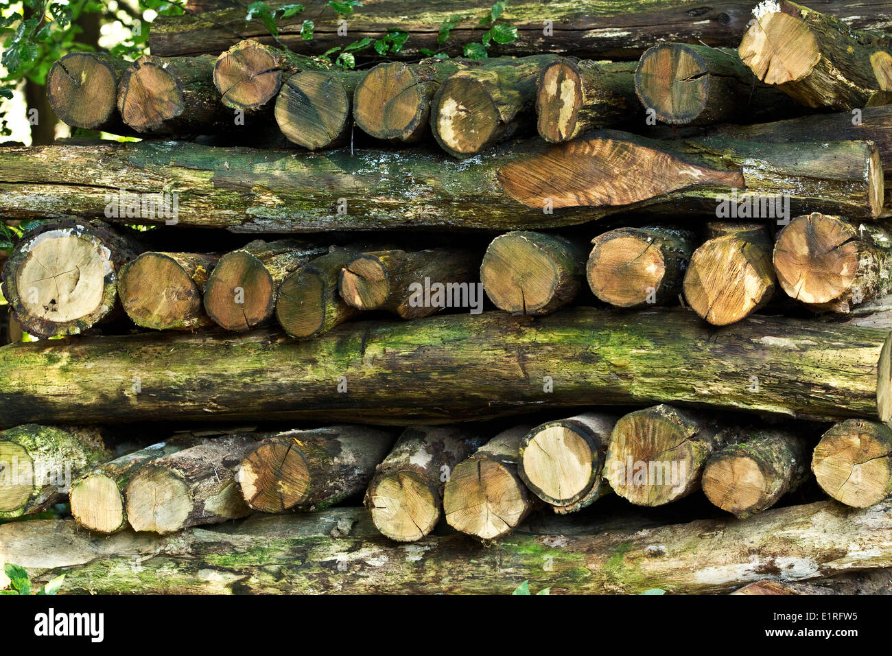 Per mantenere la foresta sana, è necessario tagliare alberi Foto Stock
