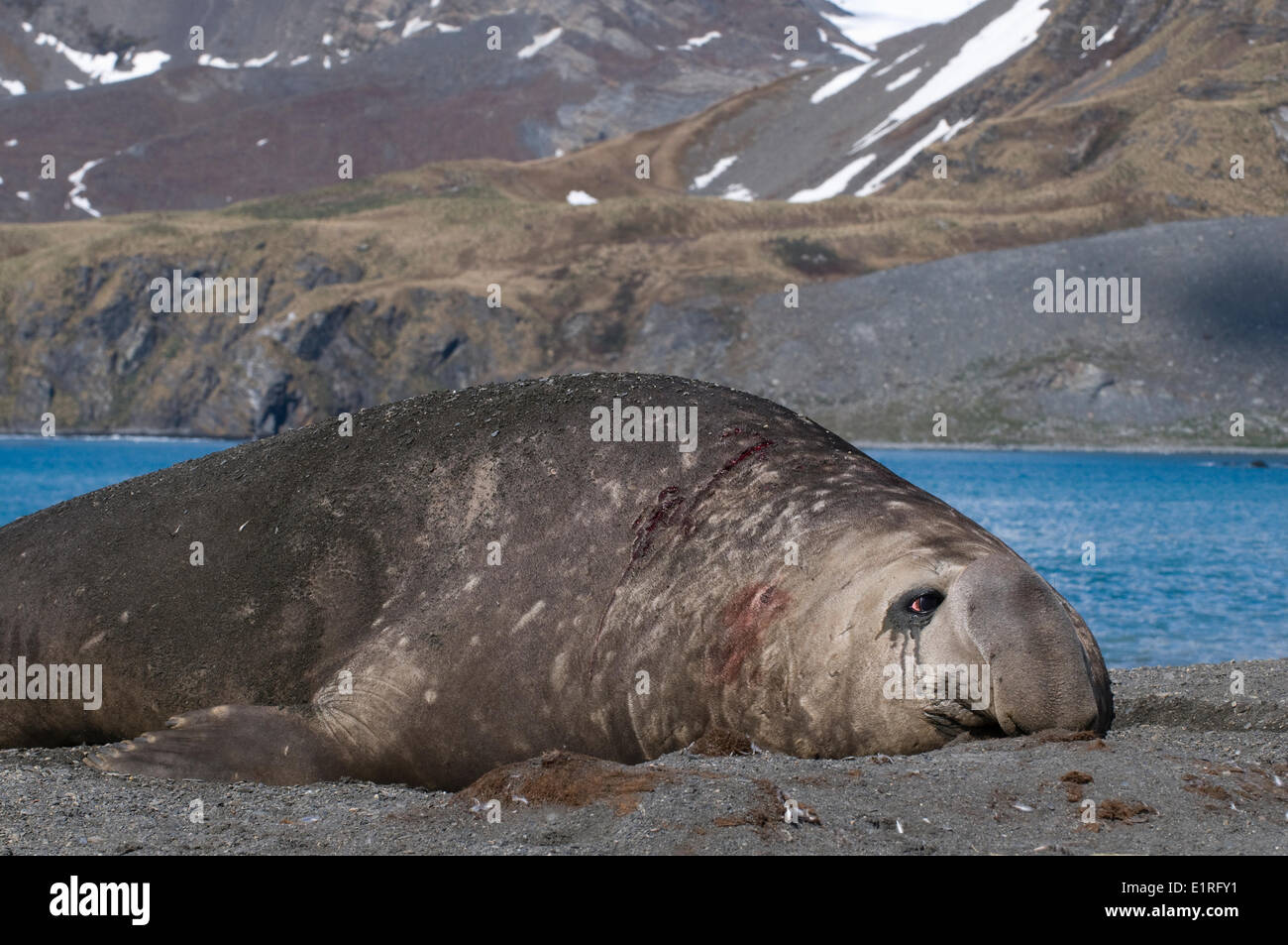 Elefante marino del sud satelite Bull sulla spiaggia. Foto Stock