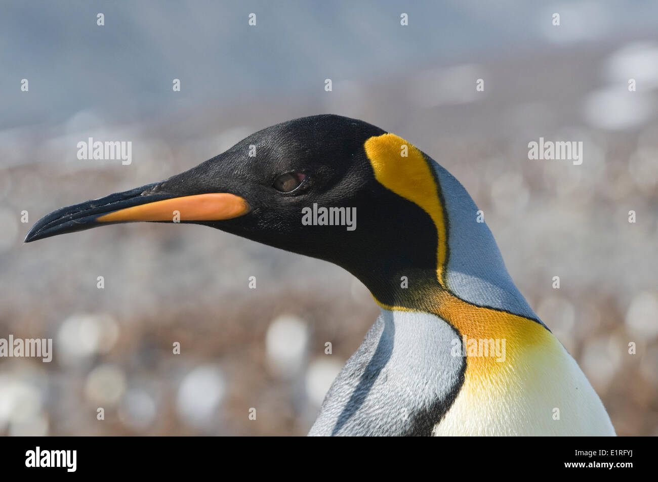 Ritratto di un adulto pinguino reale. Foto Stock