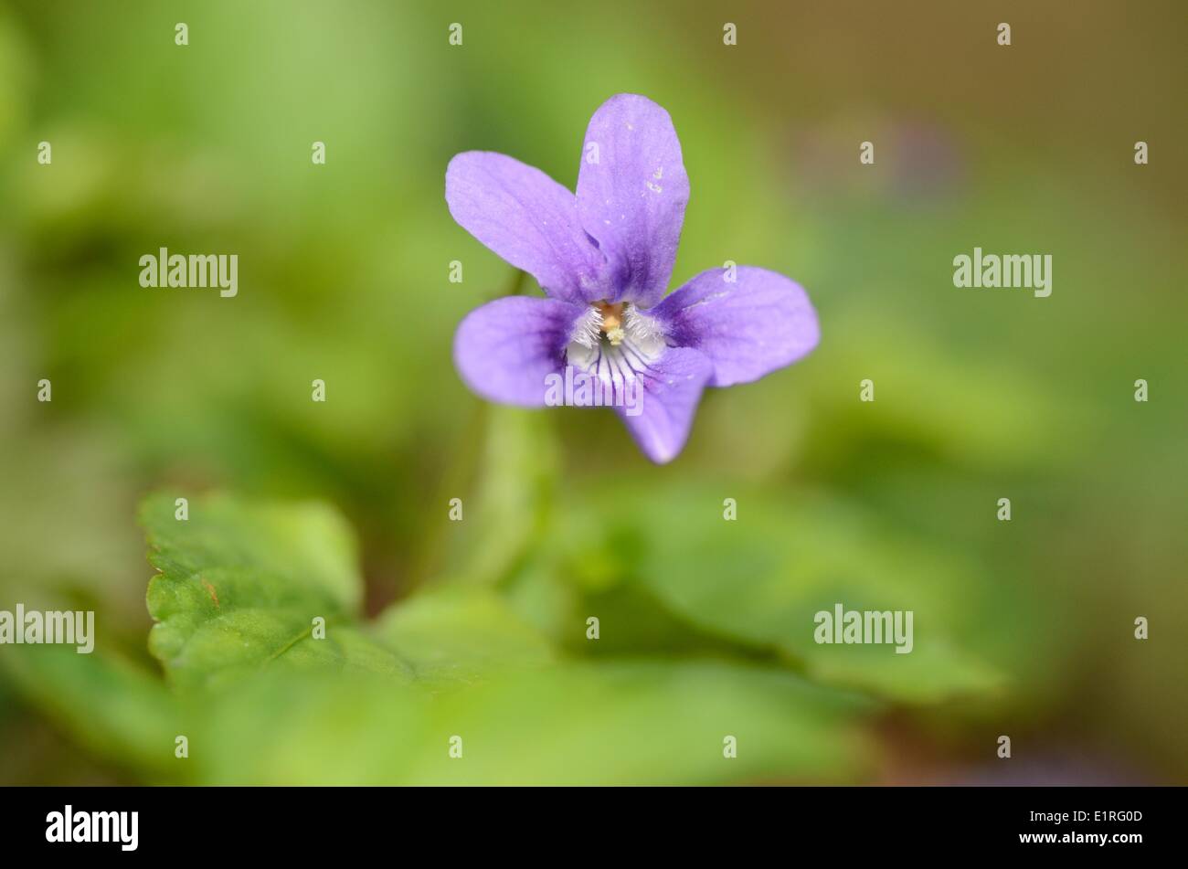 Fioritura precoce viola del cane Foto Stock