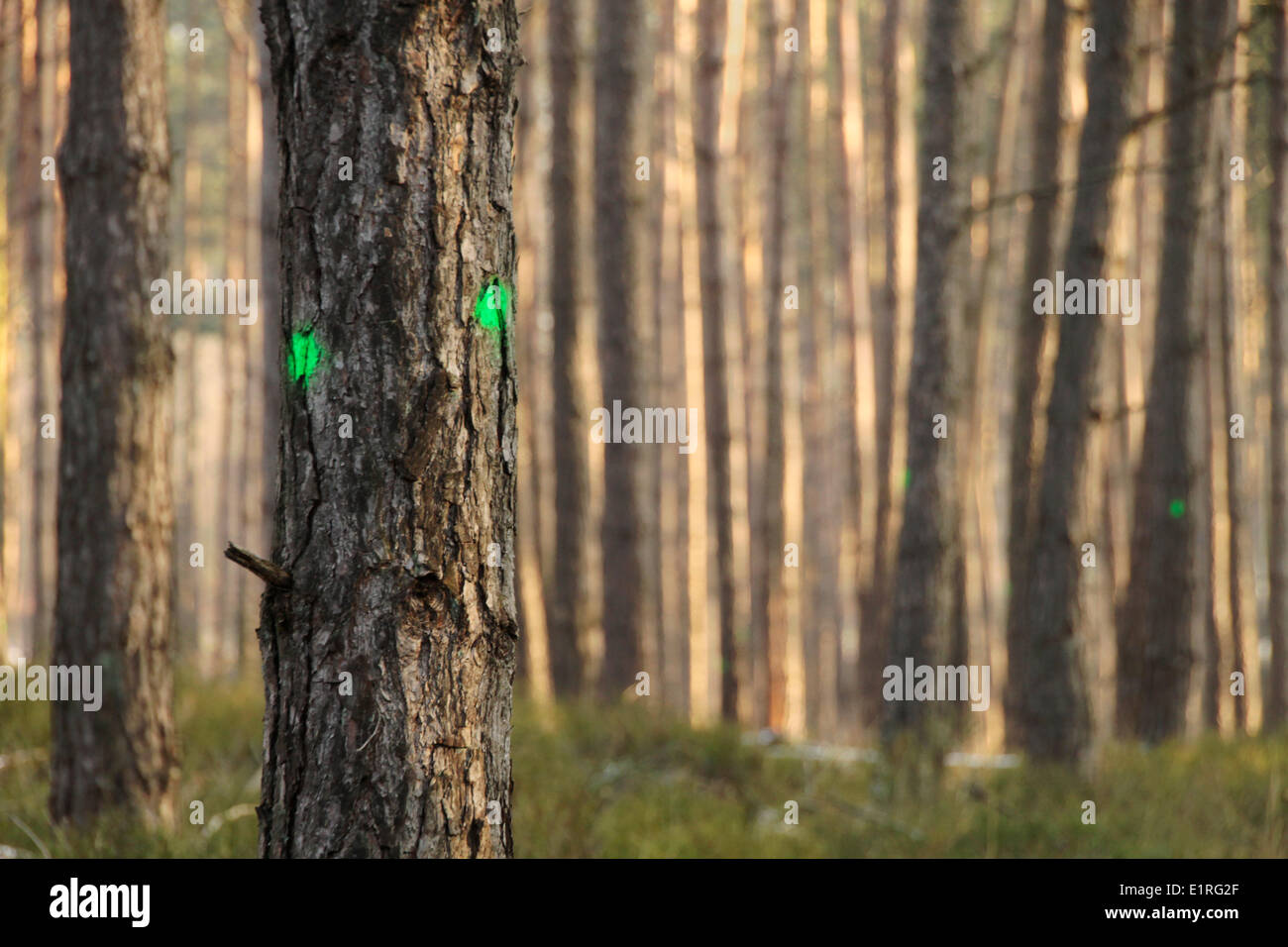 Punti Verdi sugli alberi che verrà tagliato a breve, per rendere la foresta sana. Foto Stock