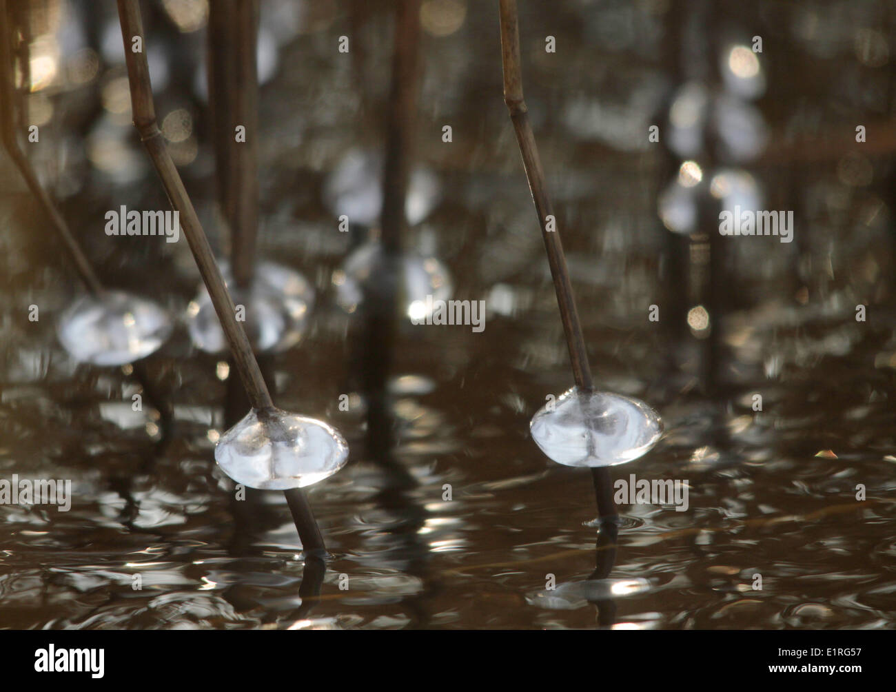 Strutture di ghiaccio su Reed Foto Stock