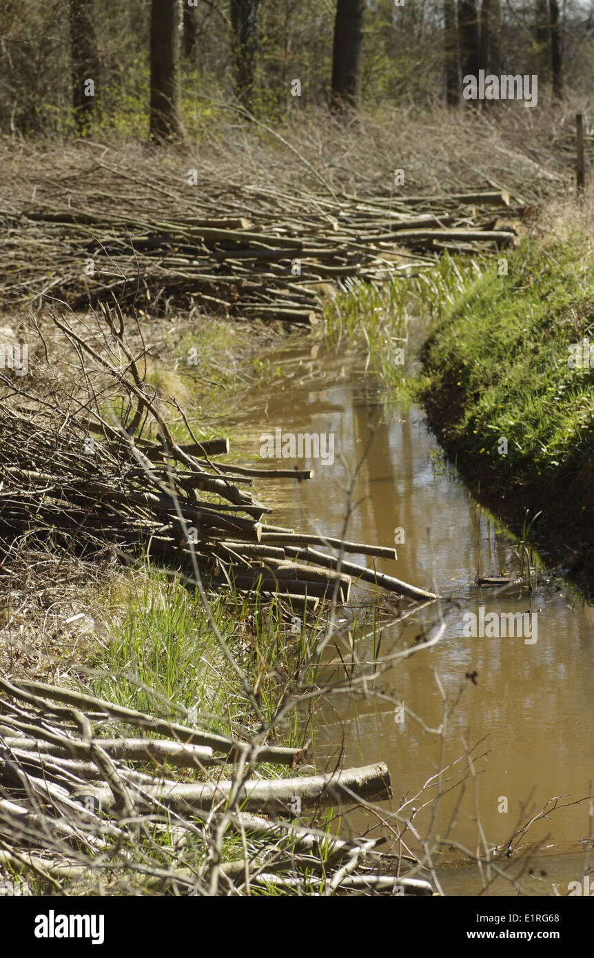 Giovani alberi sono stati tagliati lungo una riva di un fiume Foto Stock