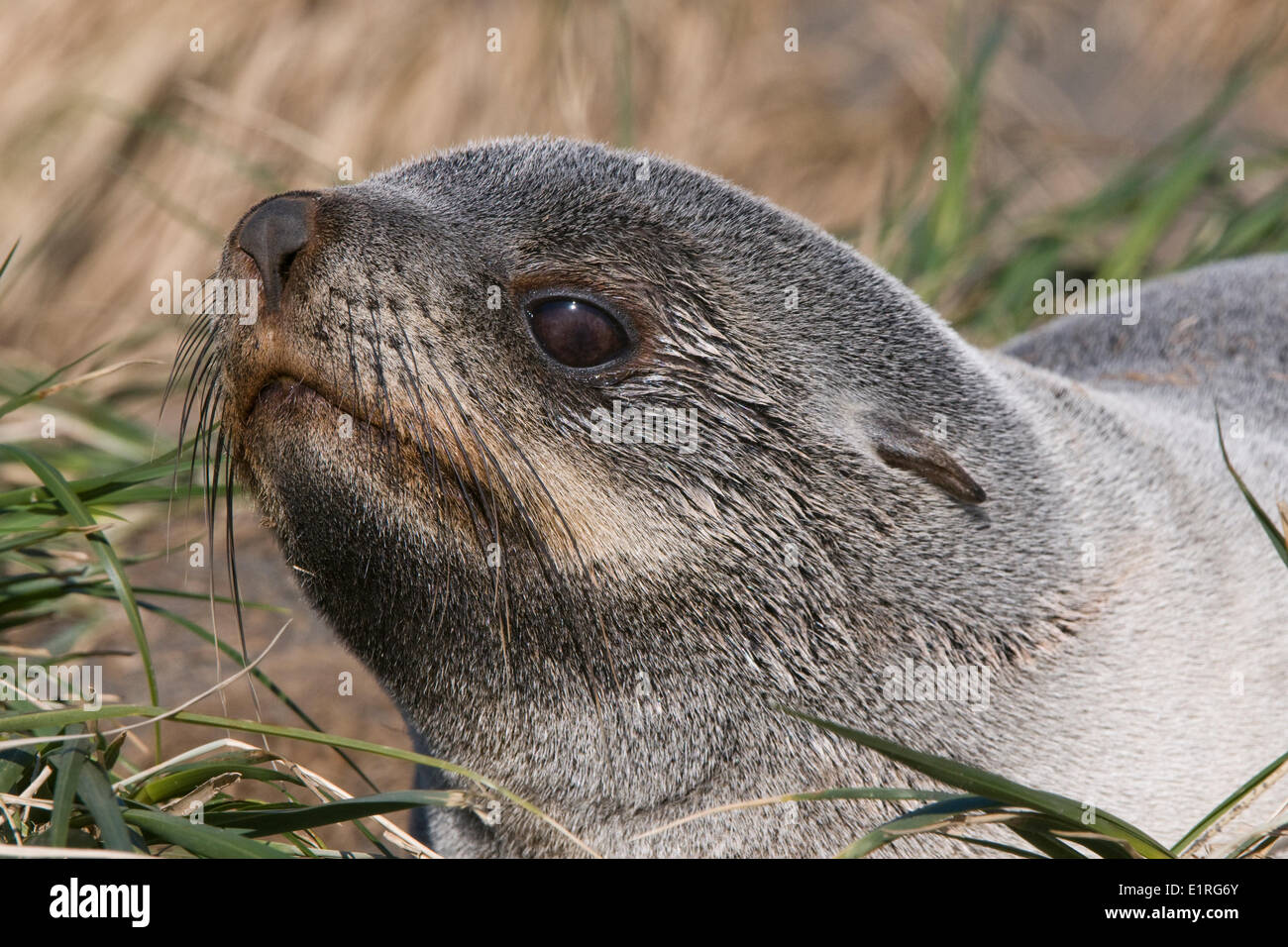 Giovani Antartico pelliccia sigillo nel proprio territorio di piccole dimensioni. Foto Stock