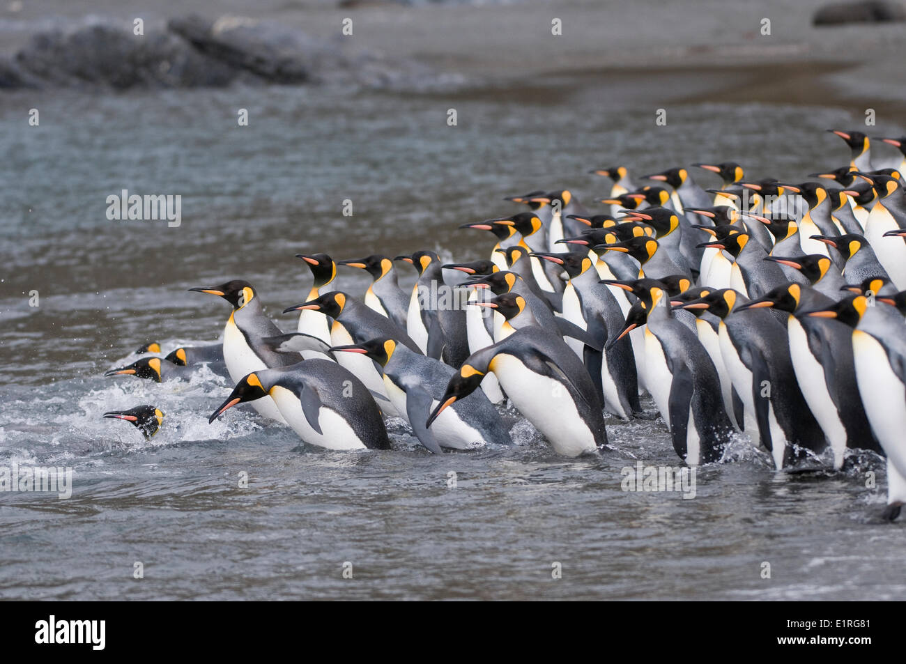 Pinguino reale di prepararsi per un tuffo nel mare e di un successivo gruppo surf. Foto Stock