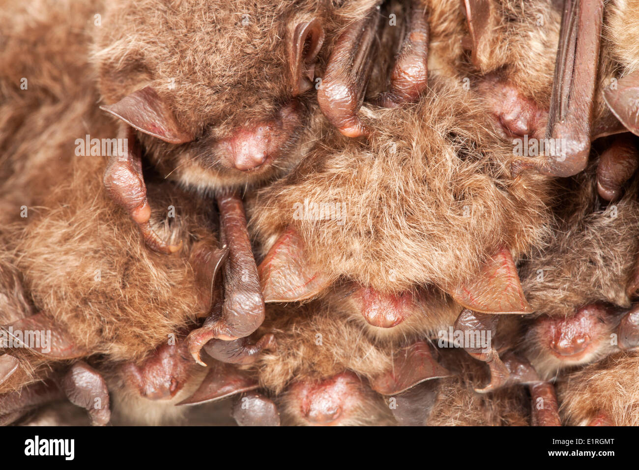 Gruppo svernamento Natterer di pipistrelli Foto Stock