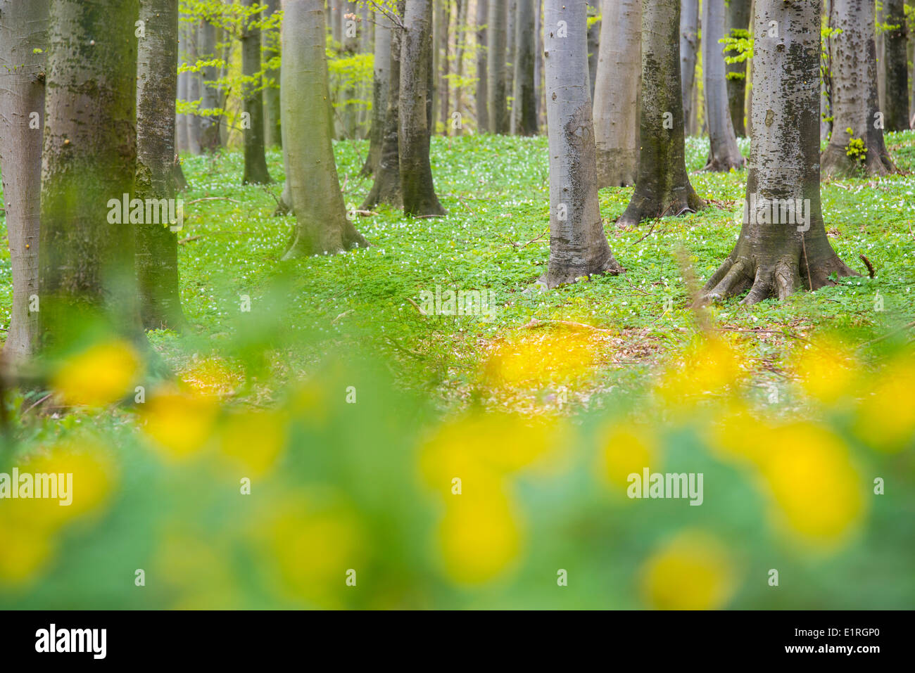 Foresta di faggio e legno di anemoni durante la primavera Foto Stock