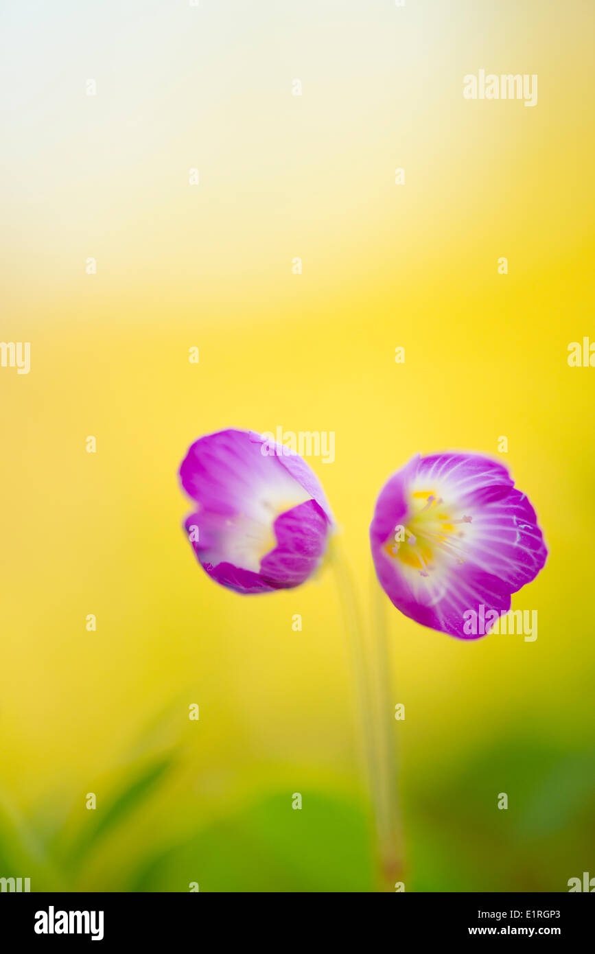 Pink color legno-sorrel fiori Foto Stock