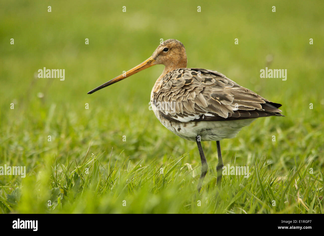 Nero-tailed godwit in un prato Foto Stock