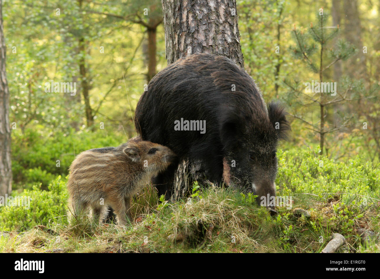 Giovani cinghiali cercando di bere dalla sua madre, in un ambiente naturale di foresta en billberry. Foto Stock