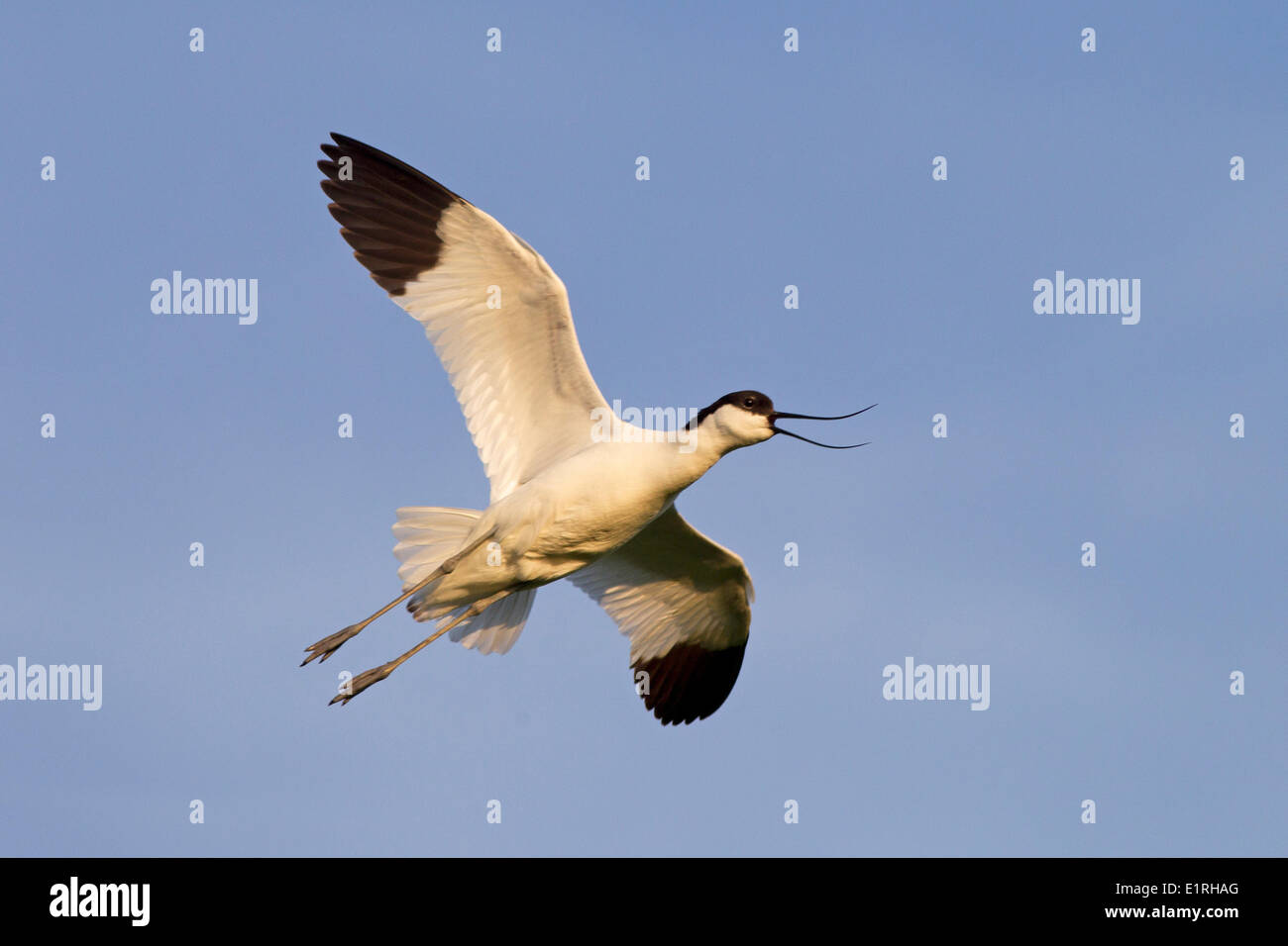 Foto di un flying avocet Foto Stock