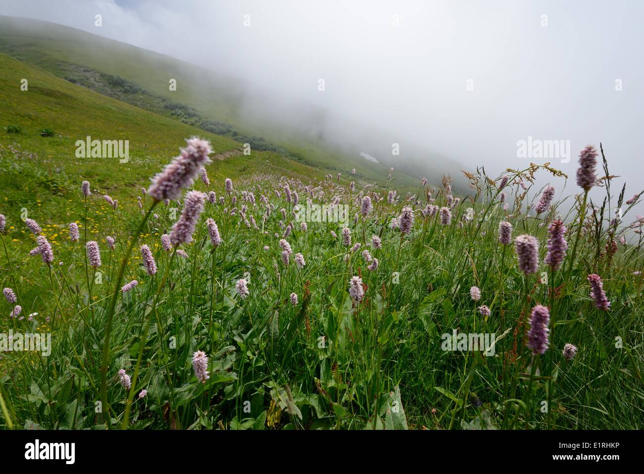 Fioritura Bistort comune Foto Stock