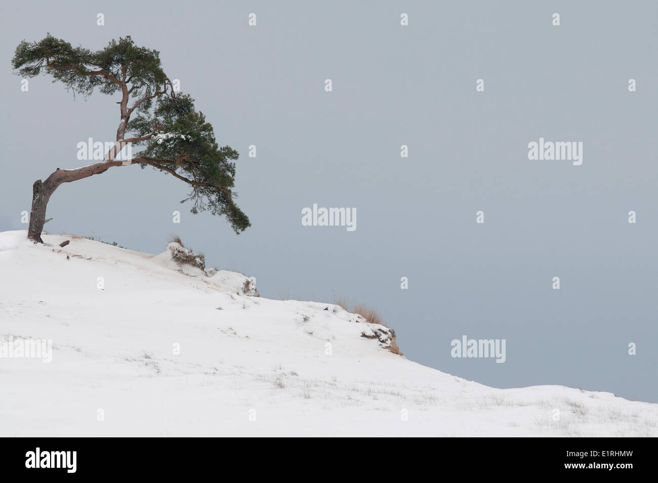 Pino Solitairy sulla duna di sabbia nella neve Foto Stock