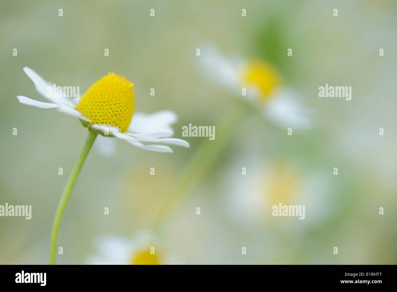 Fioritura di massa Chamonille tedesco insieme con altre erbe infestanti in wheatfield Foto Stock