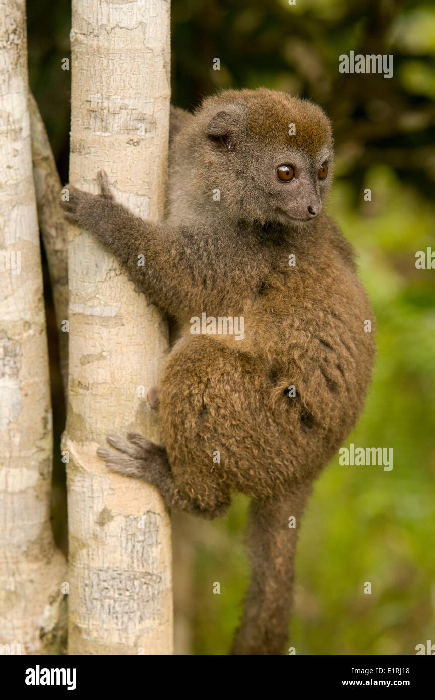 Grigio orientale lemure di bambù Foto Stock