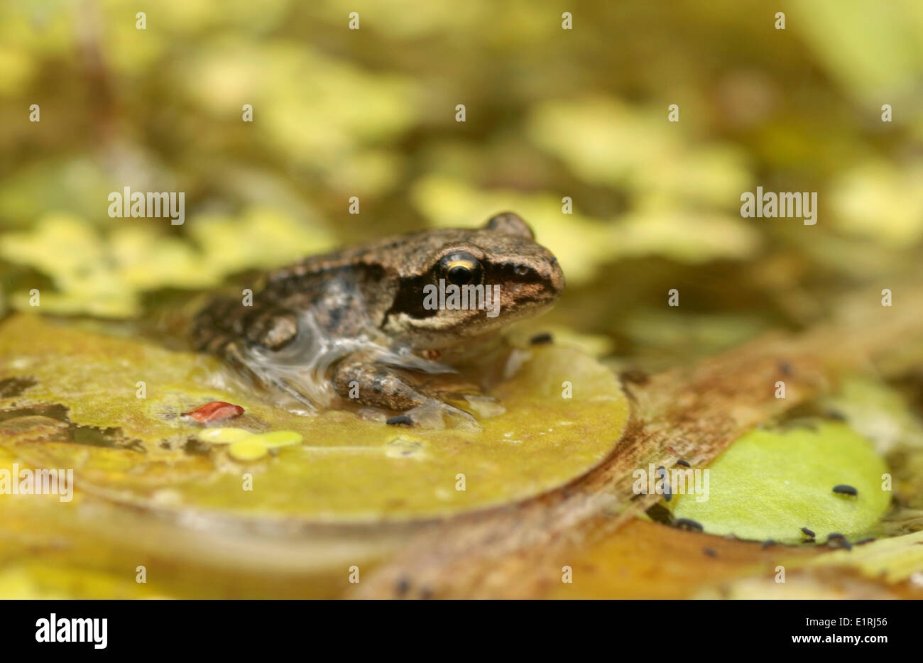 Comune Rana marrone seduto su Frog Bit. Foto Stock
