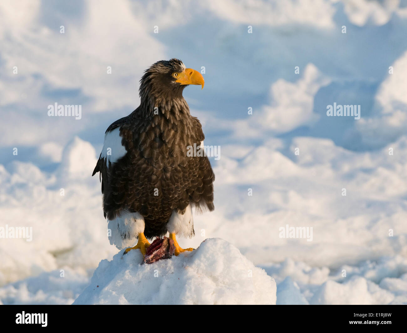 Steller's Sea-Eagle sul mare di ghiaccio vicino l'isola giapponese di Hokkaido. Foto Stock