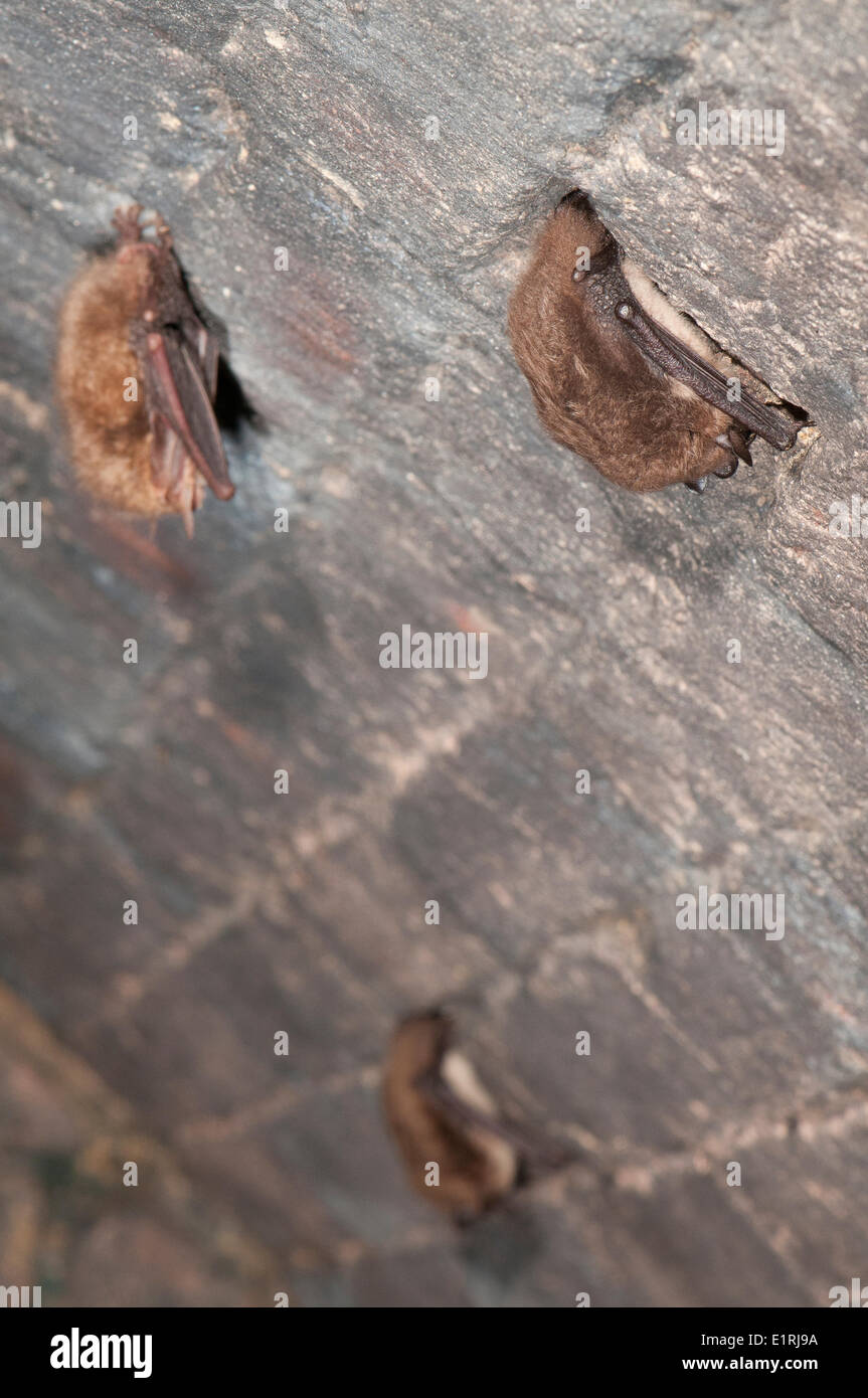 Due modalità ibernazione daubenton's pipistrelli e un comune long-eared bat in una cantina Foto Stock