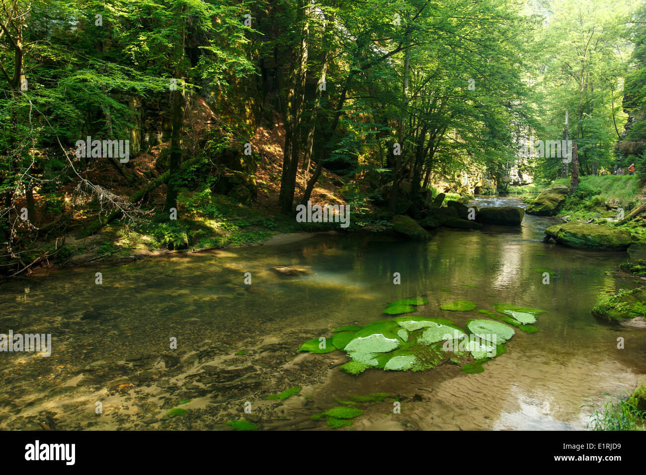 Kamnitz Gorge Foto Stock