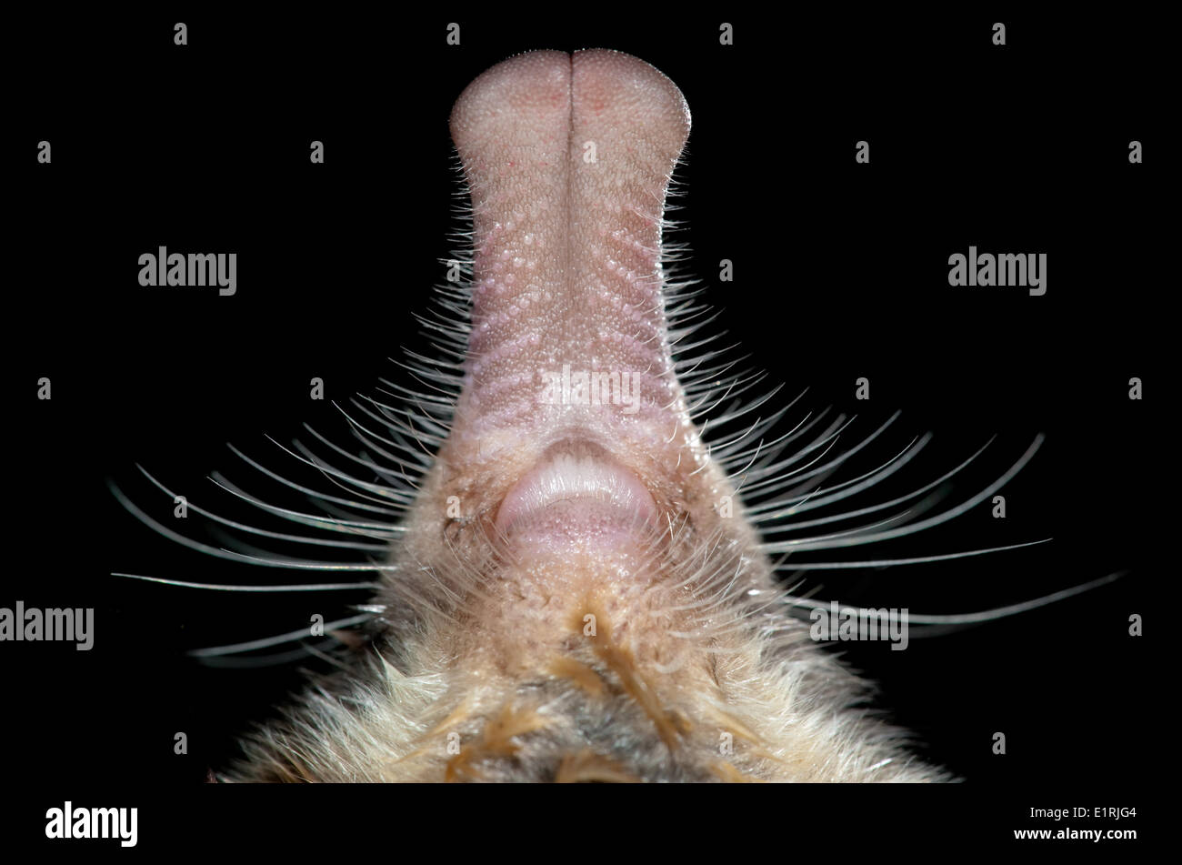 Quella più difficile da vedere specie di mammiferi in Europa: Desman dei Pirenei (Galemys pyrenaicus) piccoli semi-acquatico mammifero che vive in Foto Stock