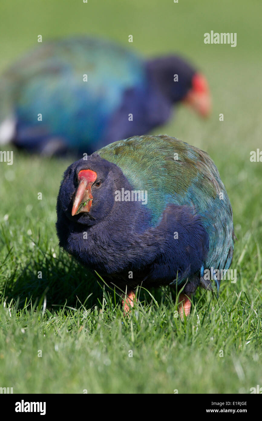 Una delle specie più minacciate sulla terra, con solo 240 uccelli a sinistra, il Takahe, Nuova Zelanda endemica Foto Stock