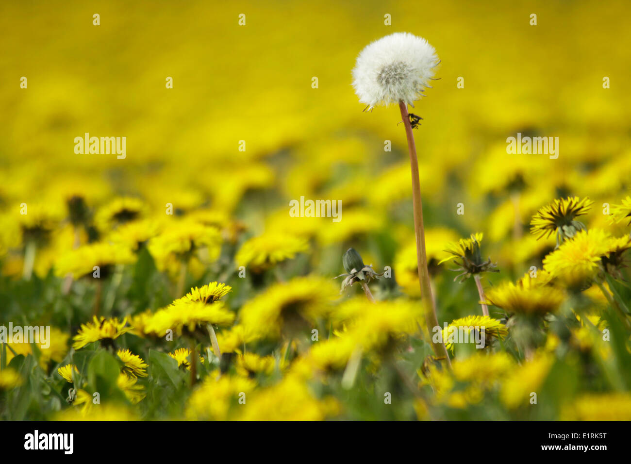 Il contrasto tra uno blowball di tarassaco e un campo pieno con il tarassaco giallo Foto Stock