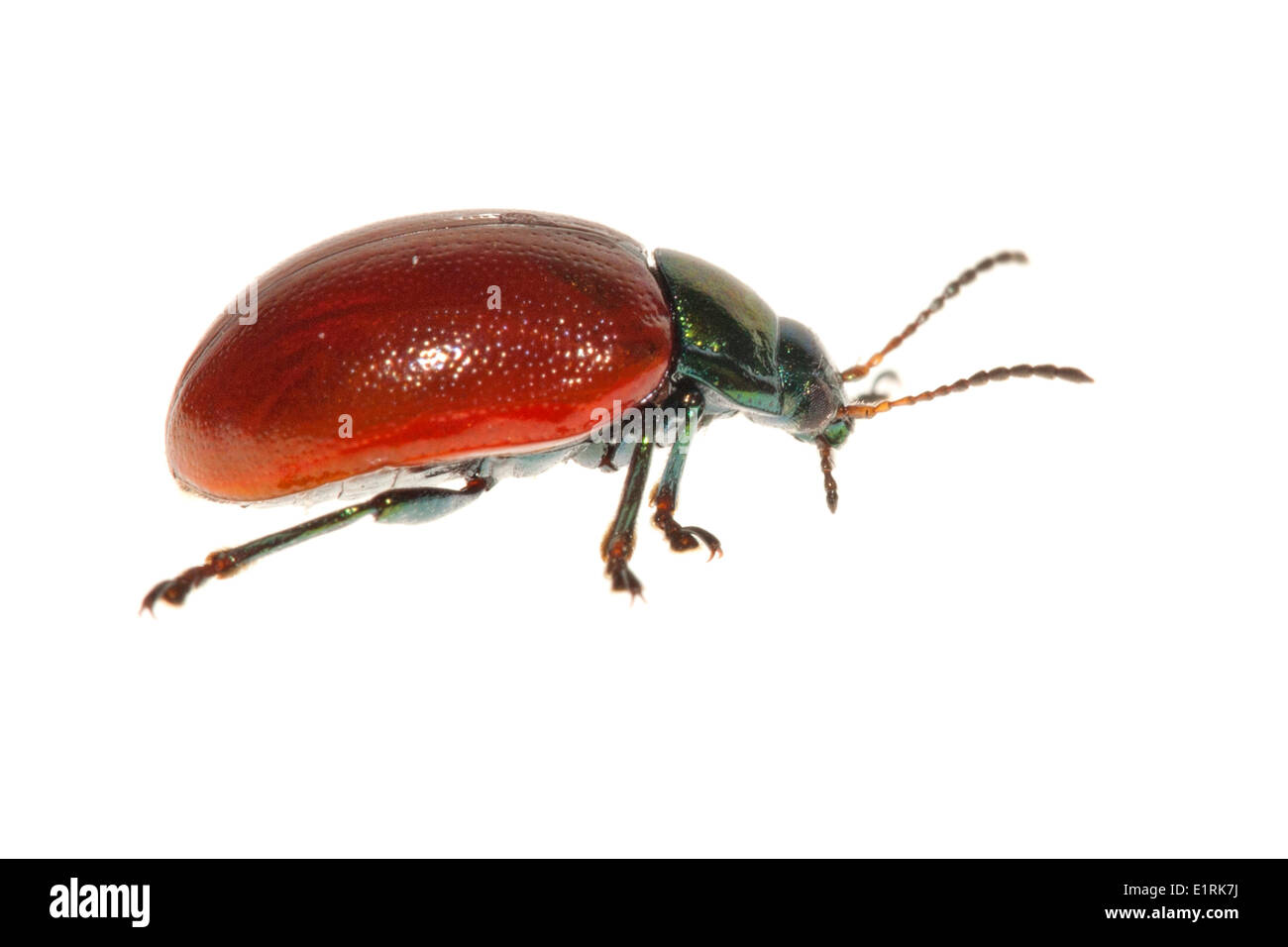 Reso la foto di una foglia di pioppo beetle su sfondo bianco Foto Stock