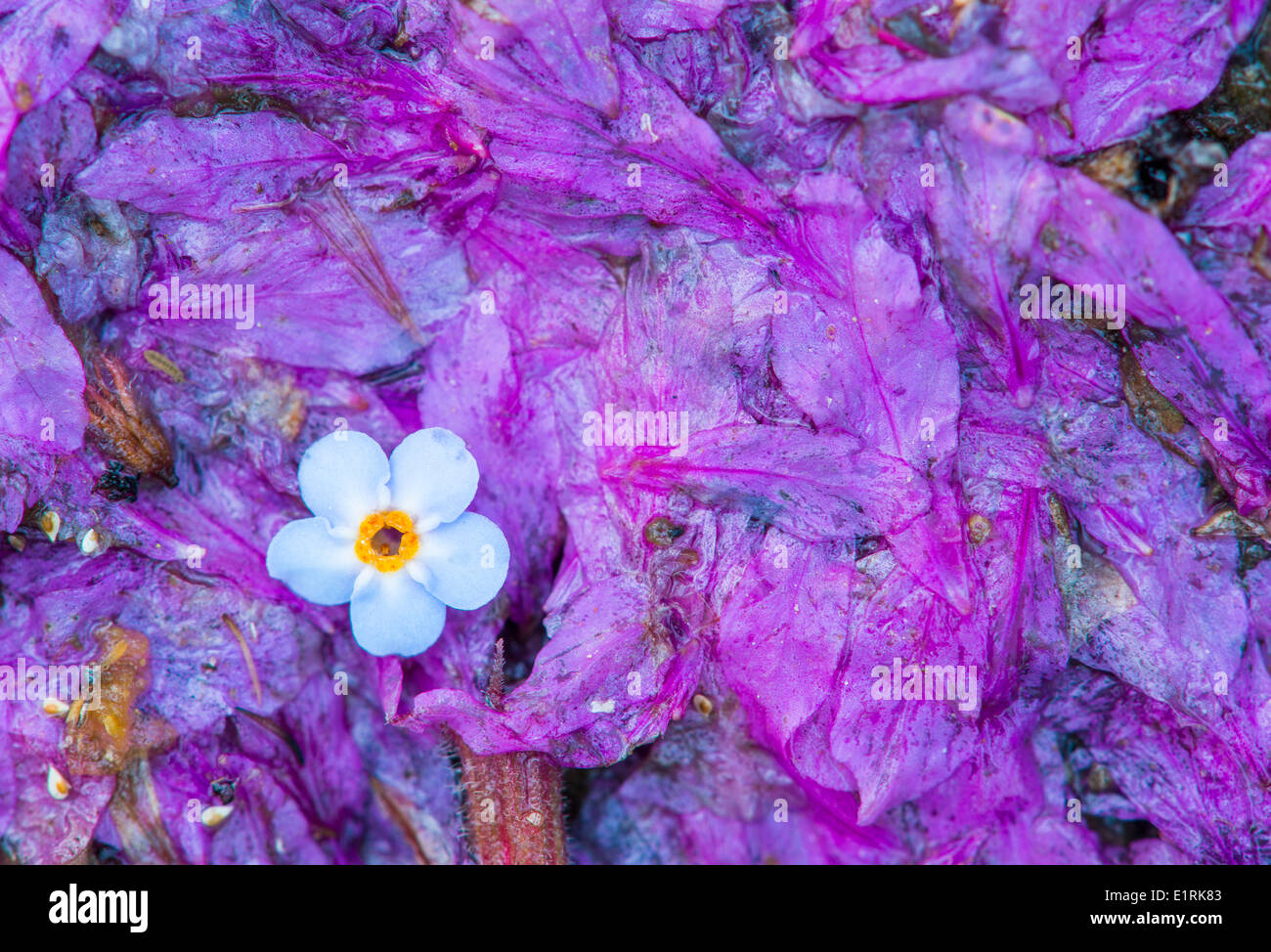 Dimenticare di acqua-me-non fiore su flowerpetals di purple loosestrife sul terreno alla fine della stagione di fioritura Foto Stock