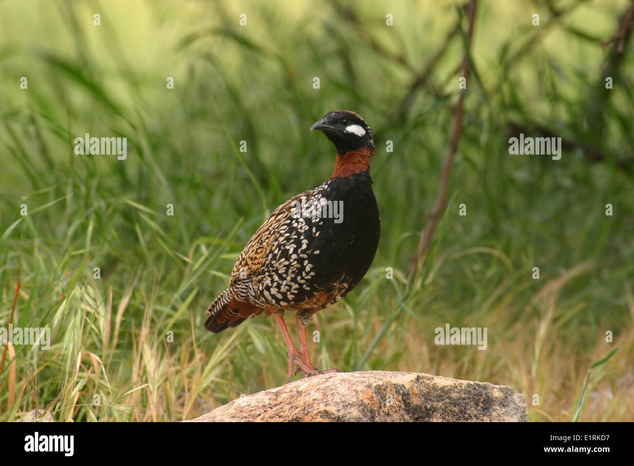 Chiamando Francolin nero sulla pietra rocciosa con erba-sfondo verde, vista laterale a sinistra. Foto Stock