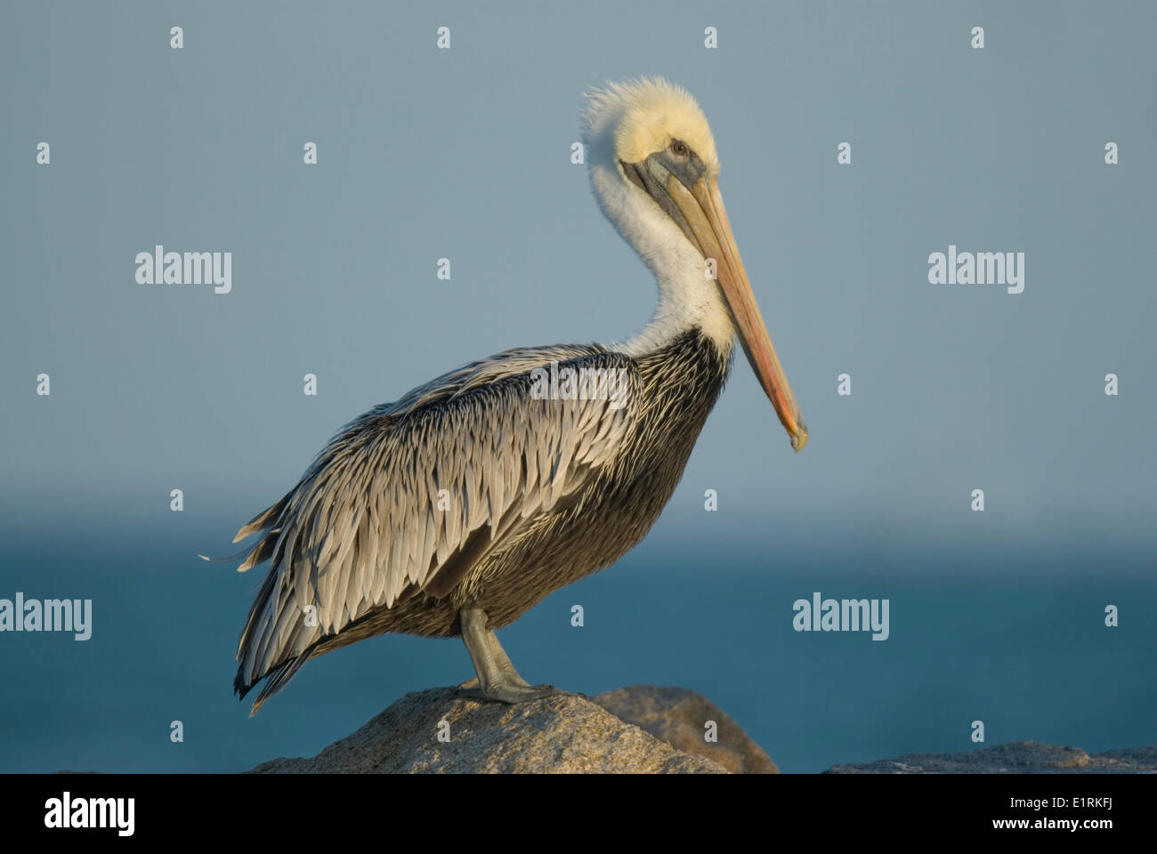 Pellicano bruno su roccia Foto Stock