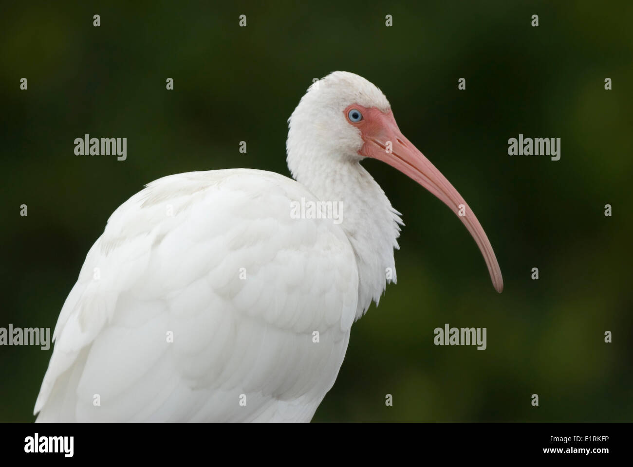 Bianco Ibis Foto Stock