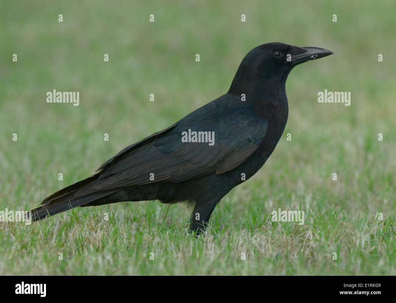 American Crow sul terreno Foto Stock