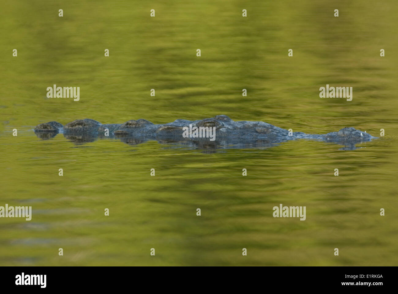 Coccodrillo americano Foto Stock