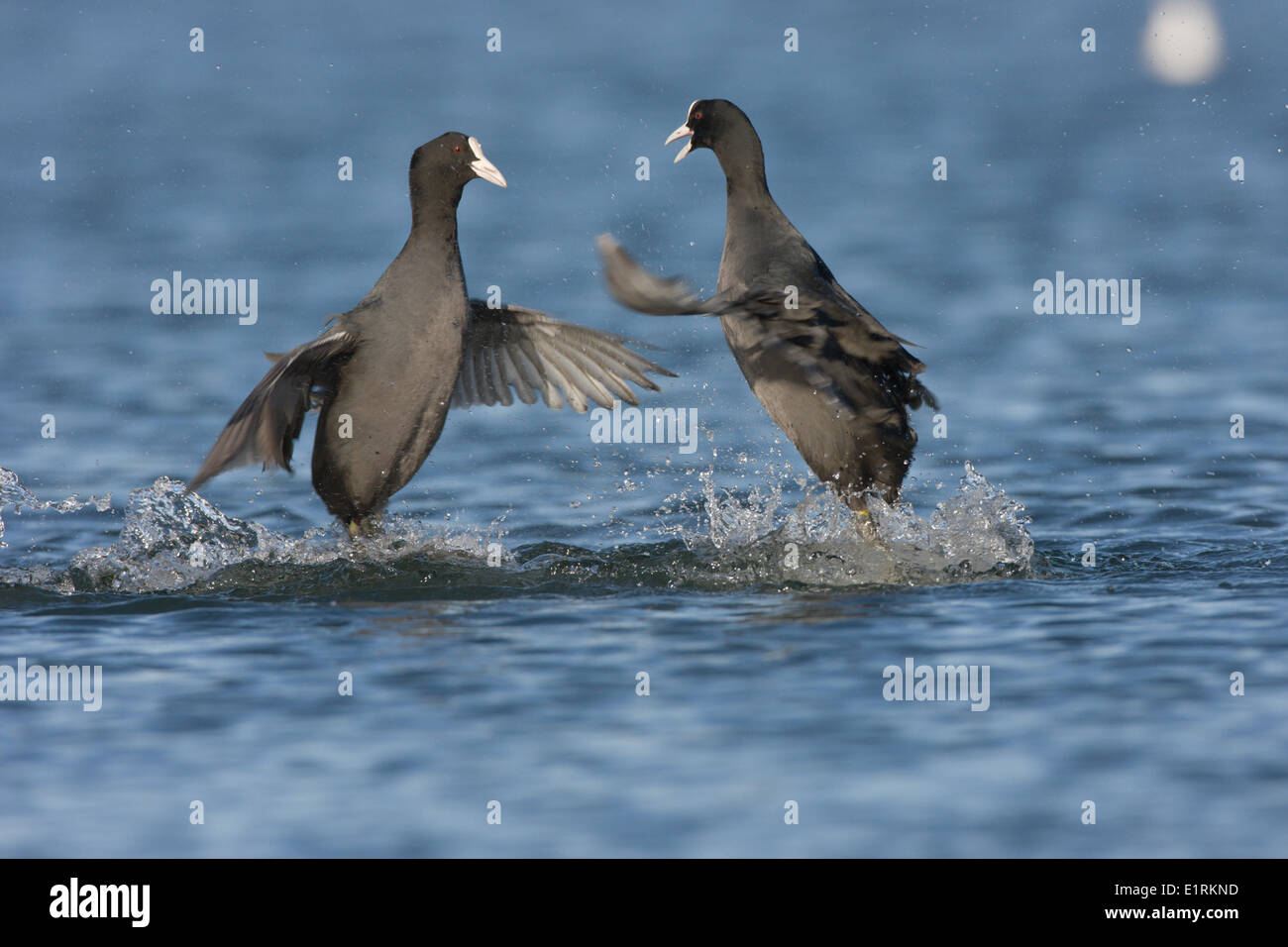 Comune di folaghe in lotta per il cibo e il territorio Foto Stock