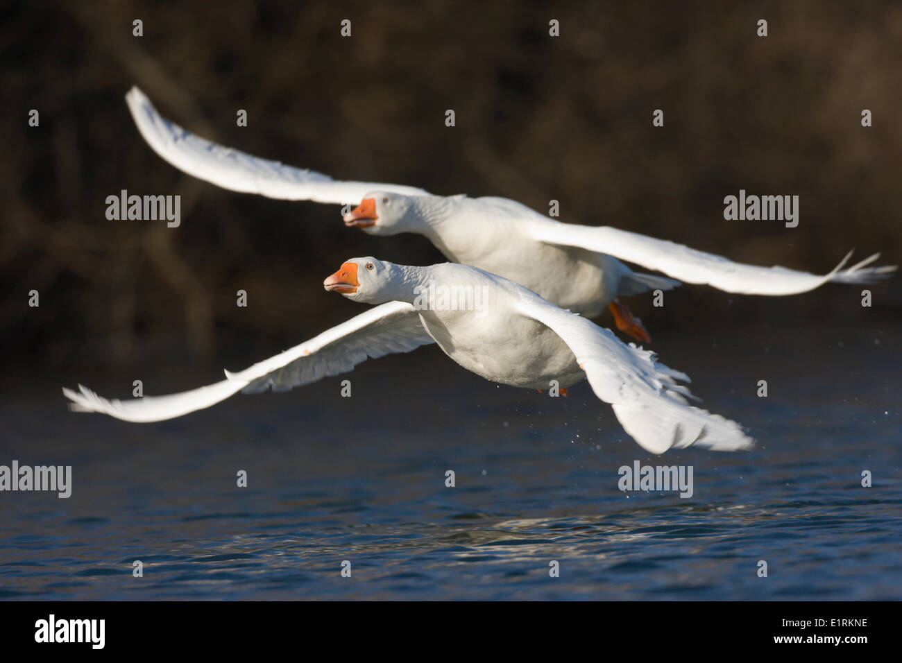 Coppia di battenti oche domestiche Foto Stock
