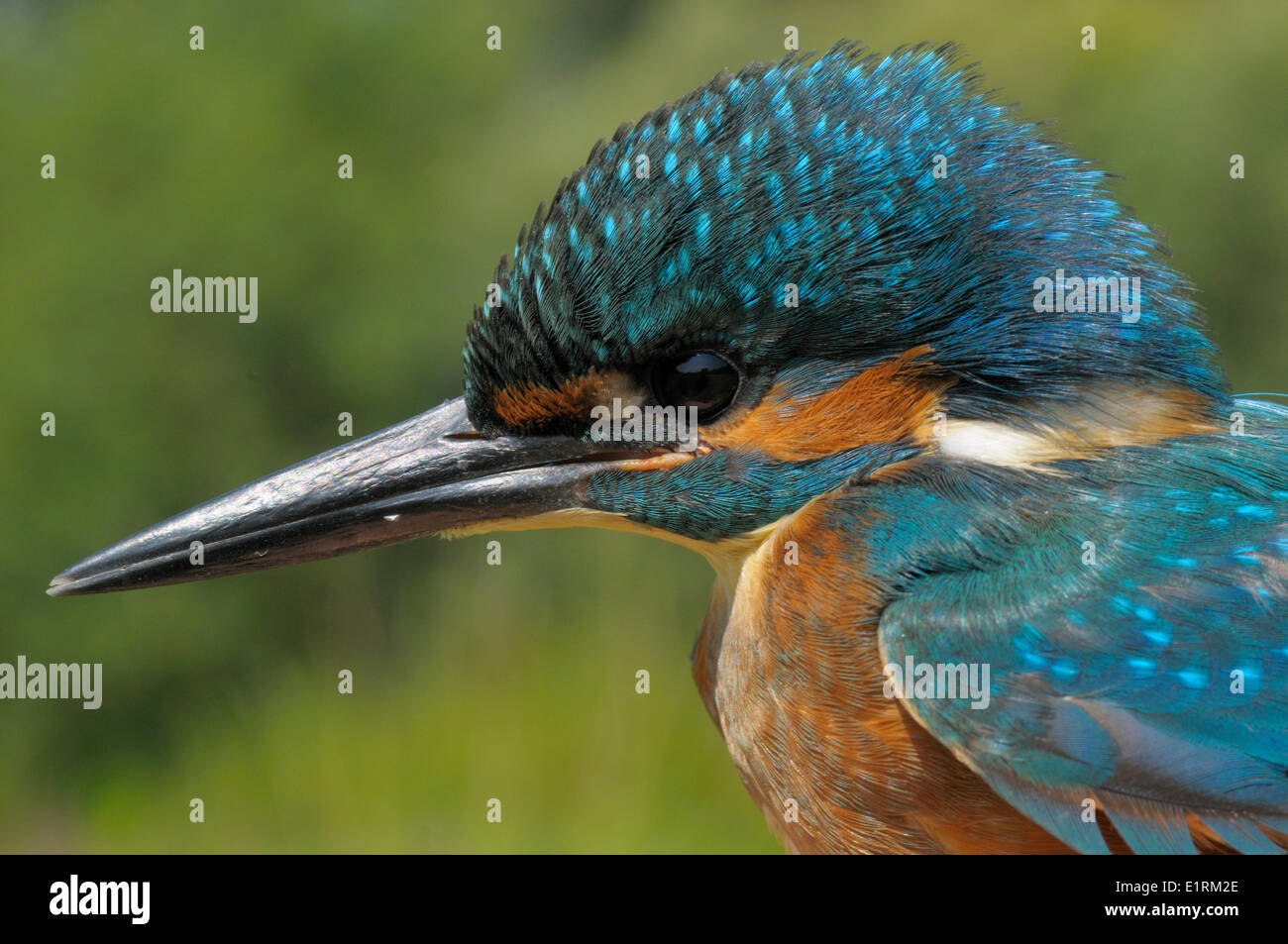 Colpo di testa di un giovane maschio Kingfisher, catturati per la fascettatura Foto Stock